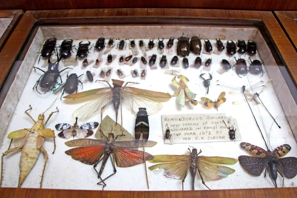 Wankhar Entomology Museum