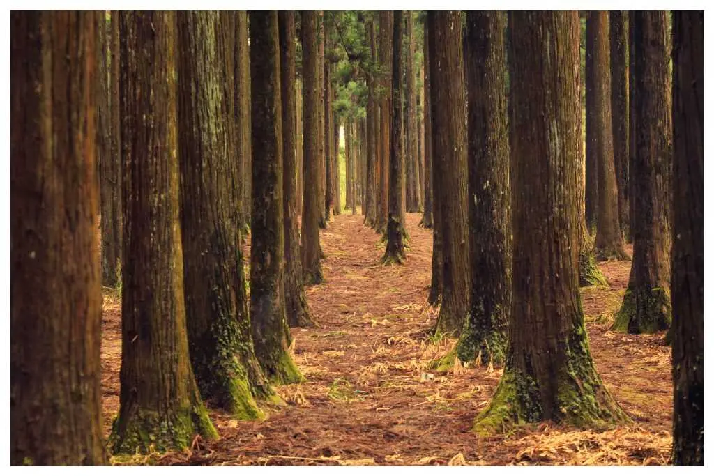 Malki Forest Trail