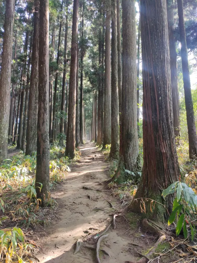 Malki Forest Trail