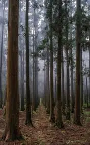 Malki Forest Trail
