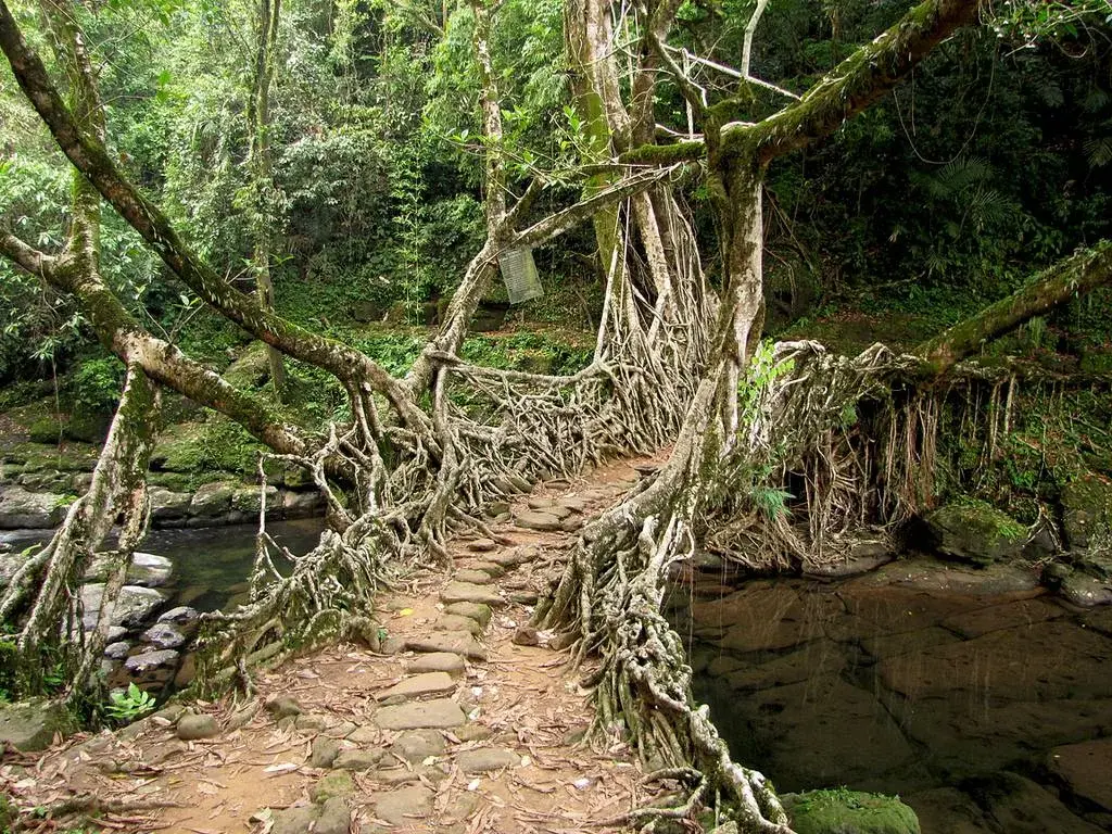 Pomshutia Living Root Bridge