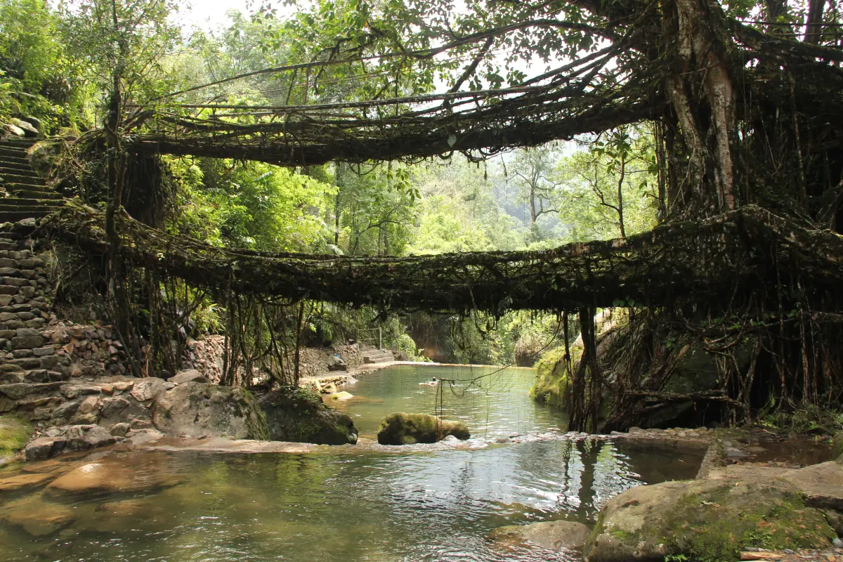 Pomshutia Living Root Bridge