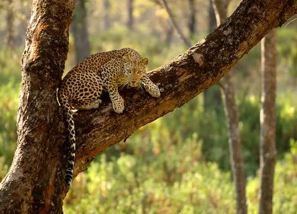 Kalesar National Park