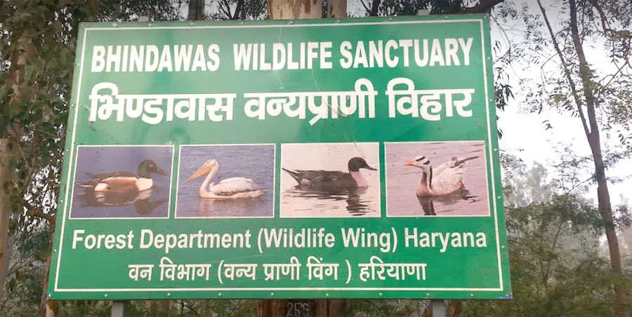 Bhindawas Wildlife Sanctuary (Ramsar Site)