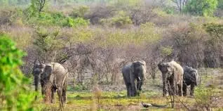 Khaparwas Bird Sanctuary