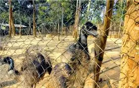 Nagaland Zoological Park