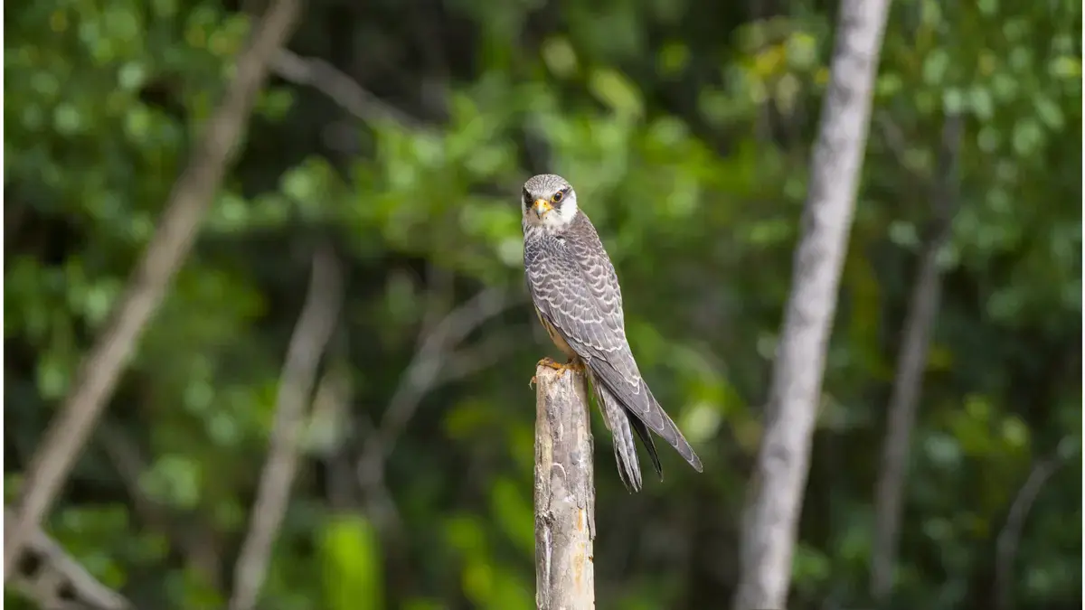 Amur Falcon Watchpoint Pangti