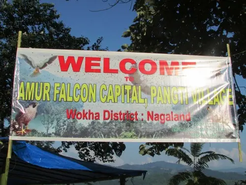 Amur Falcon Watchpoint Pangti