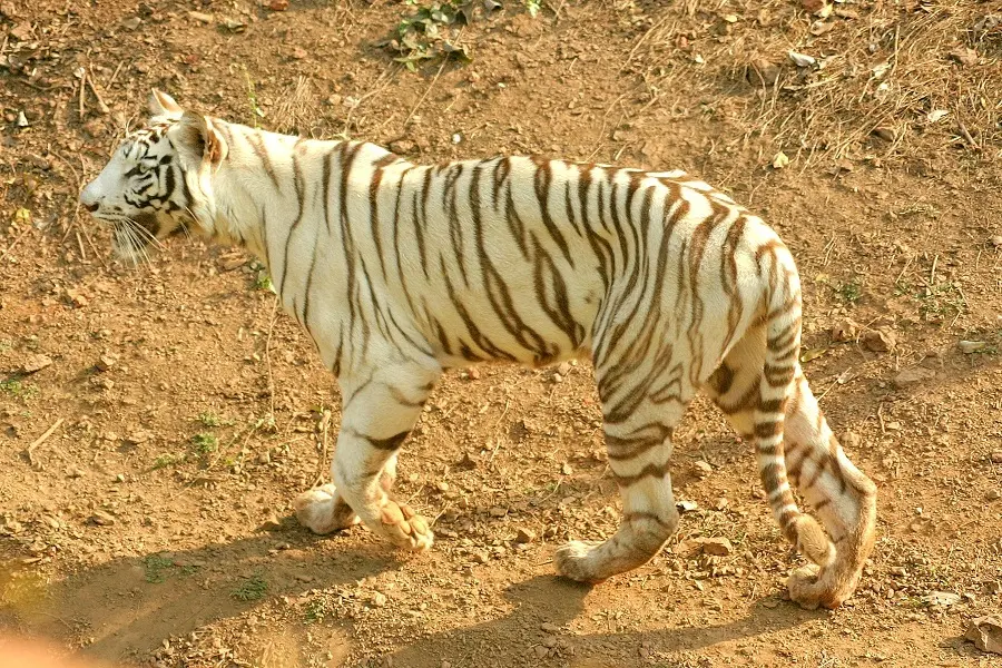 Nandankanan Zoological Park