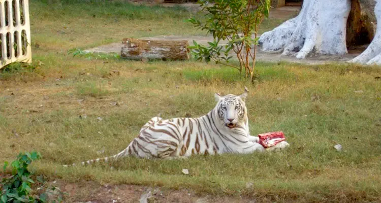 Nandankanan Zoological Park