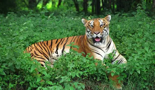 Similipal National Park