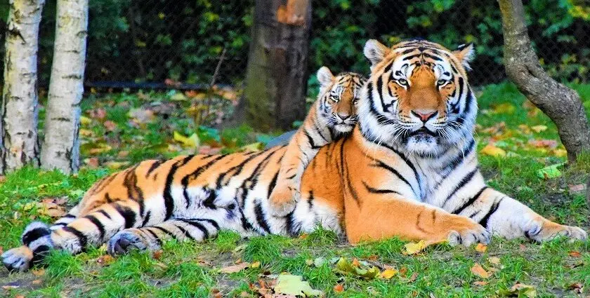 Similipal National Park