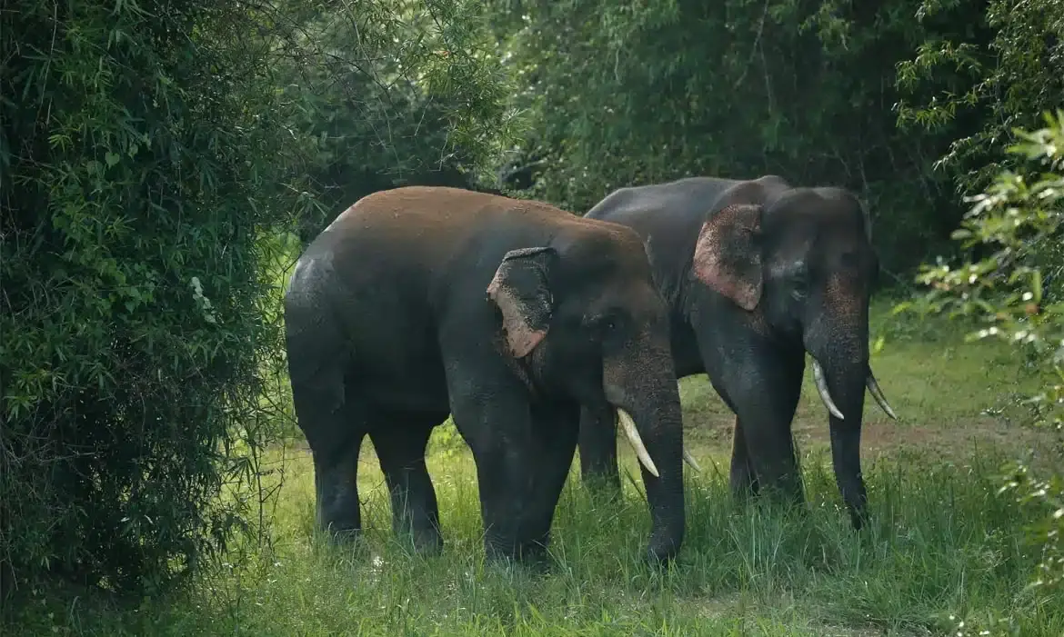 Chandaka‑Dampara Sanctuary