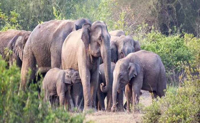 Chandaka‑Dampara Sanctuary