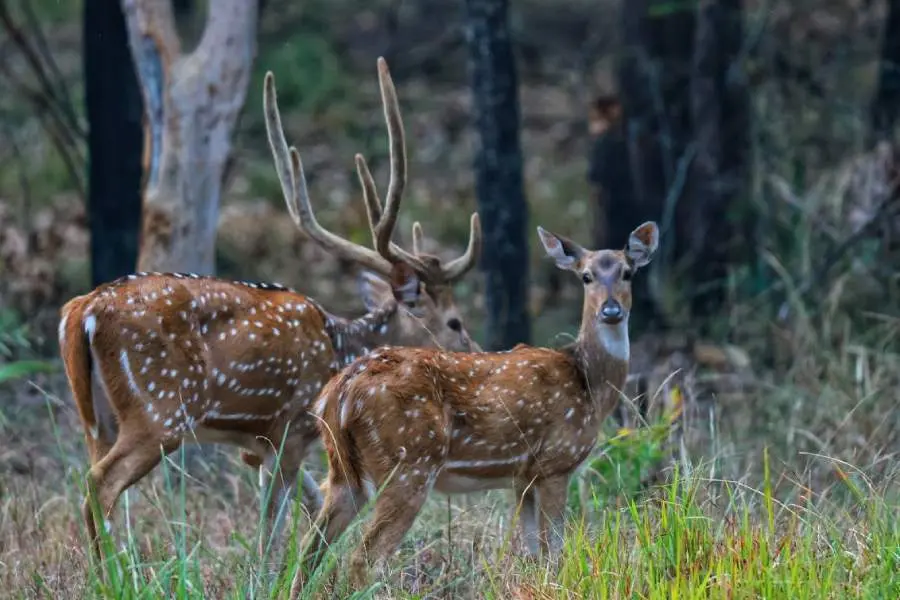 Debrigarh Wildlife Sanctuary