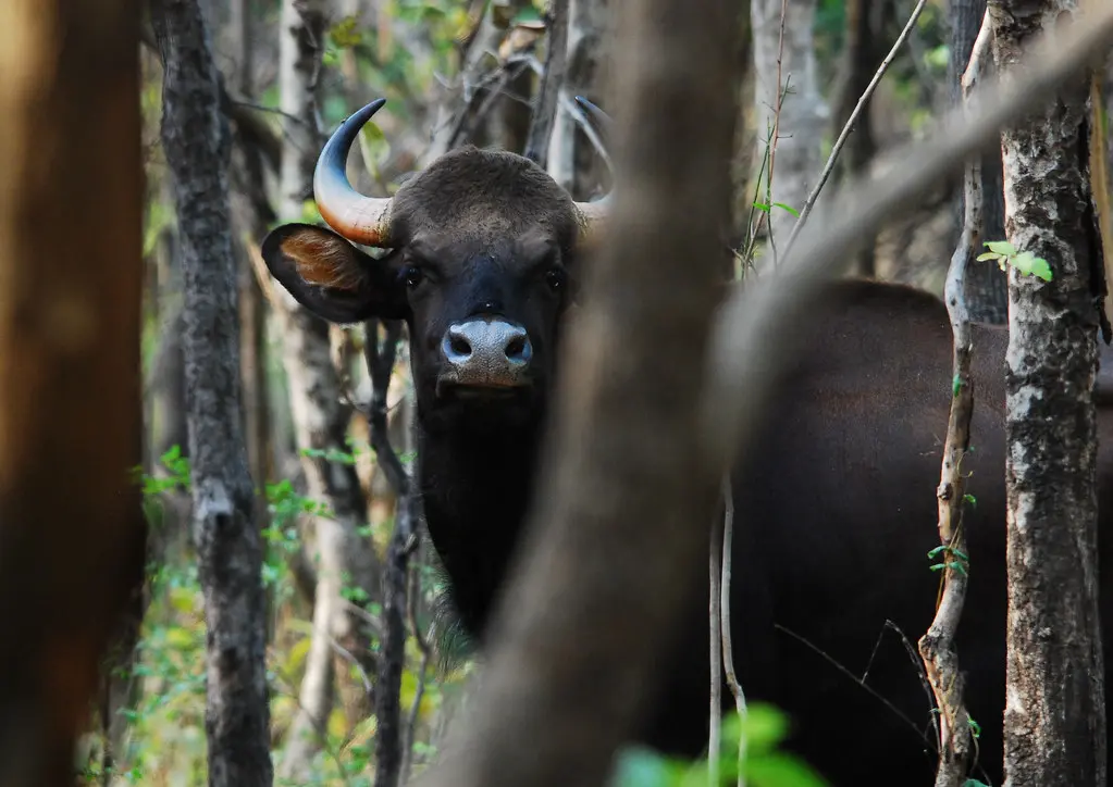 Debrigarh Wildlife Sanctuary