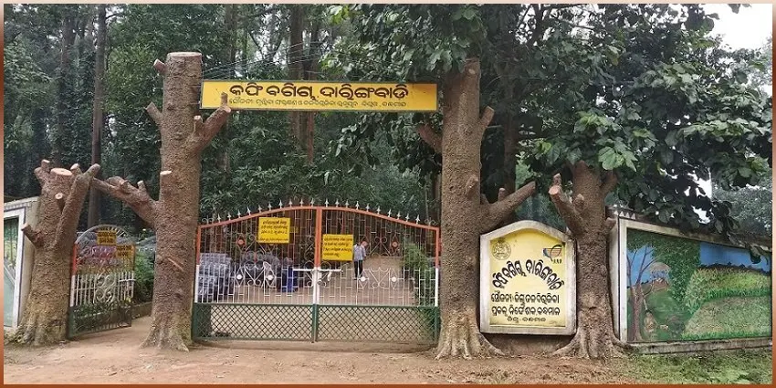 Daringbadi Coffee Garden
