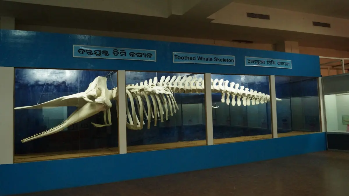 Regional Museum of Natural History