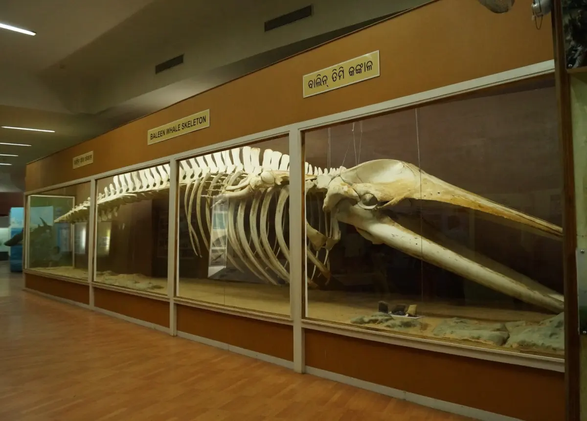 Regional Museum of Natural History