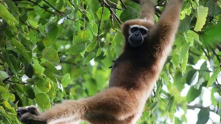 Hoollongapar Gibbon Sanctuary