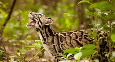 Manas National Park