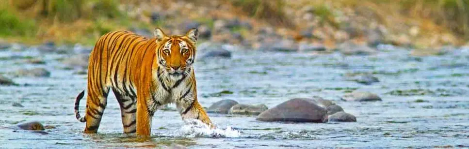 Manas National Park
