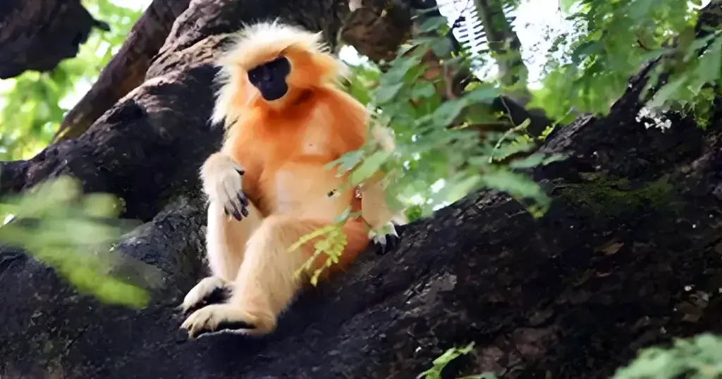 Chakrasila Wildlife Sanctuary
