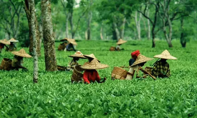Katlicherra Tea Gardens
