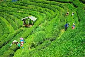 Katlicherra Tea Gardens