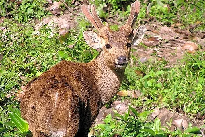 Laokhowa Wildlife Sanctuary