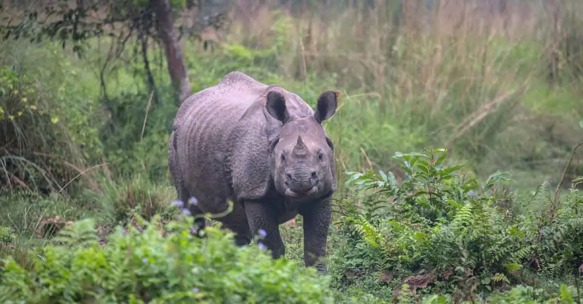 Laokhowa Wildlife Sanctuary