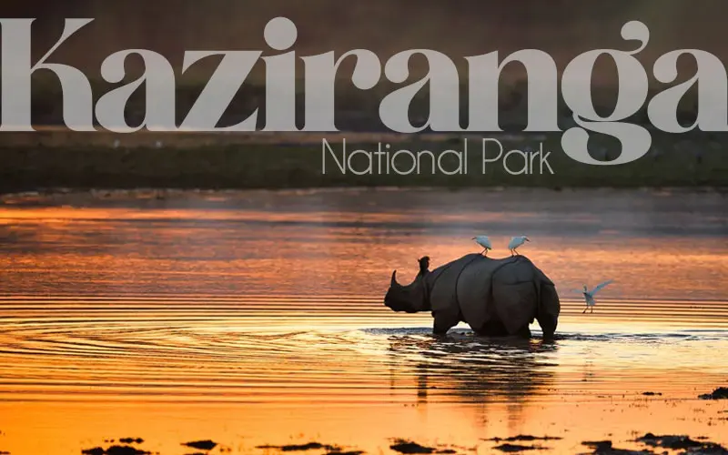 Kaziranga National Park (Western)