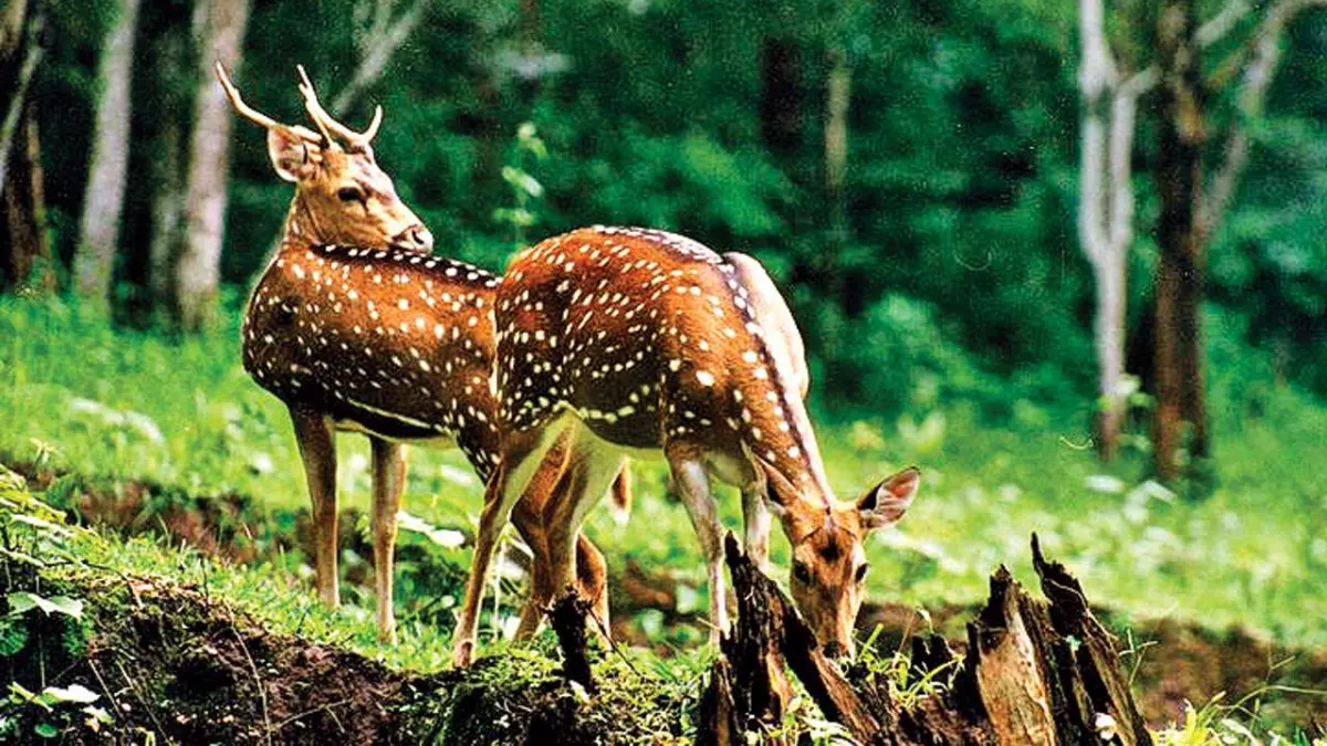 Dandeli Wildlife Sanctuary