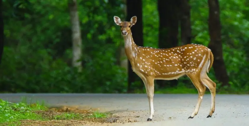 Dandeli Wildlife Sanctuary