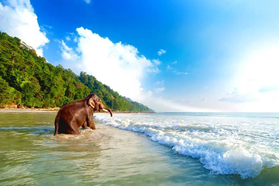 Walking Path to Elephant Beach