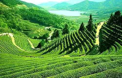 Happy Valley Tea Estate