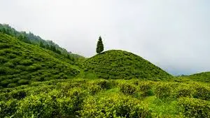 Happy Valley Tea Estate