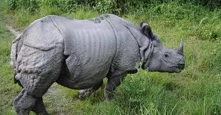 Jaldapara National Park