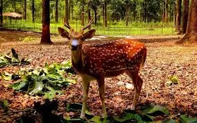 Gorumara National Park