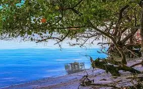 Henry’s Island–Bakkhali