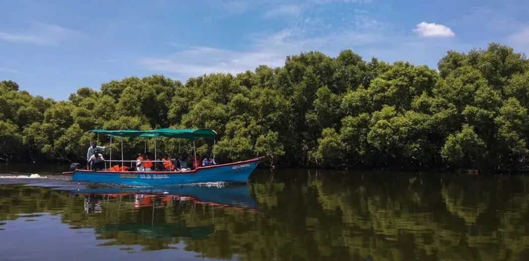 Mangrove Forest (Ariyankuppam Backwaters)