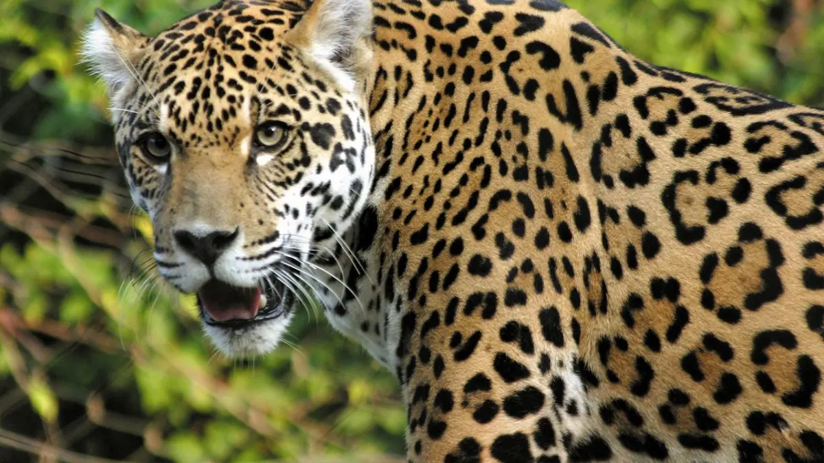 Binsar Wildlife Sanctuary
