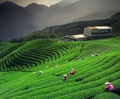 Kausani Tea Estate