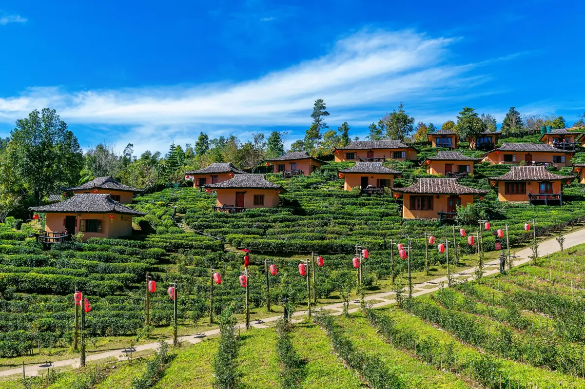 Kausani Tea Estate