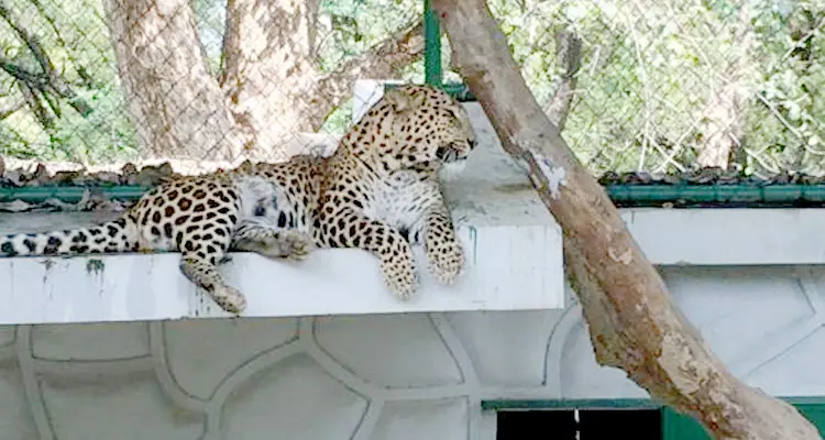 Allen Forest Zoo (Kanpur Zoo)