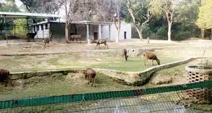 Allen Forest Zoo (Kanpur Zoo)