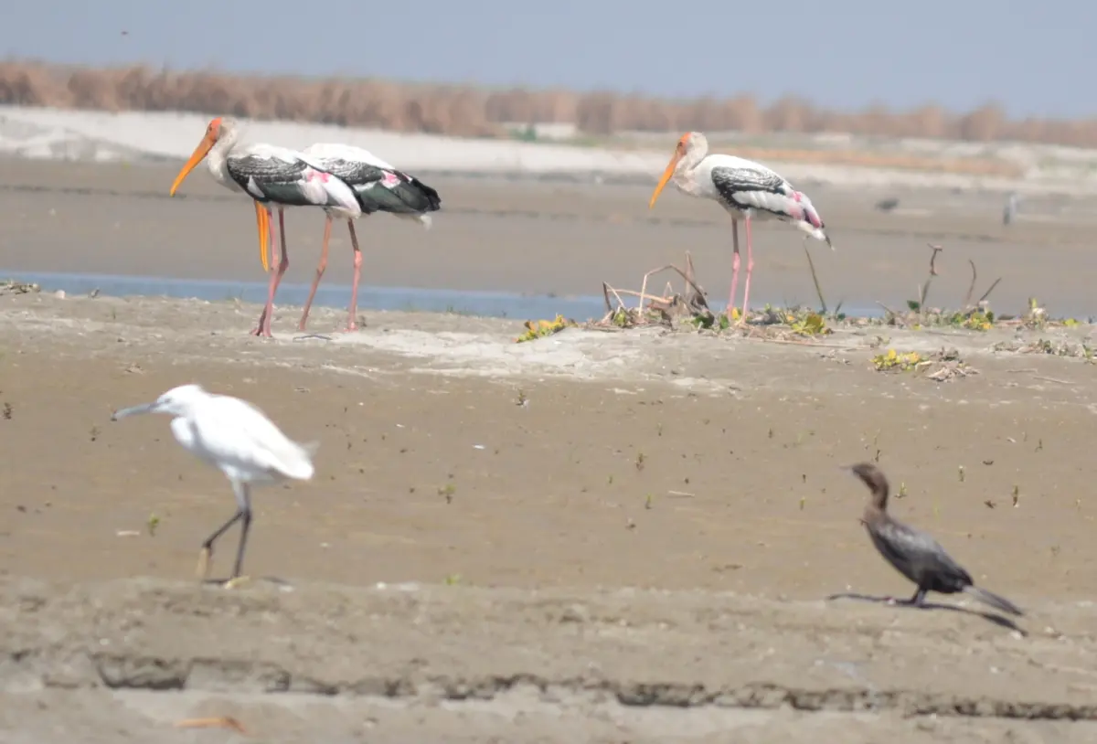 Hastinapur Wildlife Sanctuary (Bijnor Section)