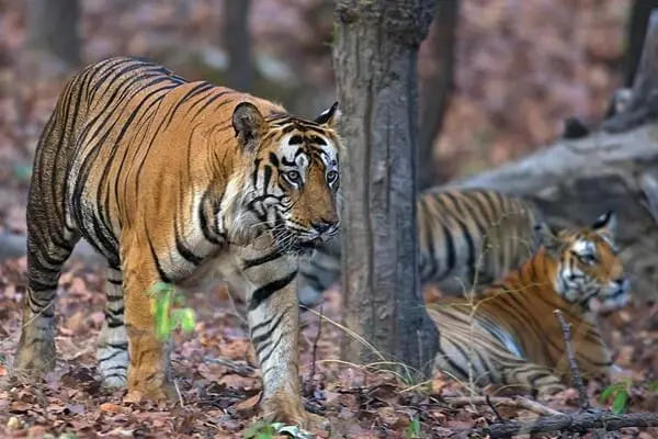 Pakhui (Pakke) Tiger Reserve