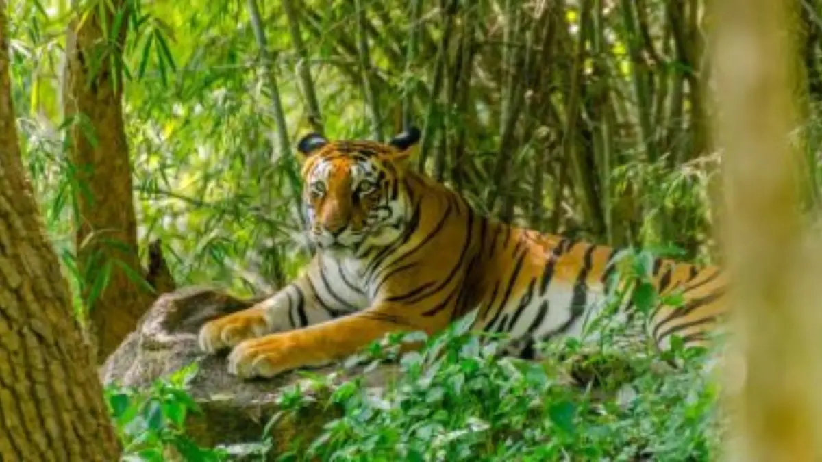 Zoological Park (Itanagar Zoo)