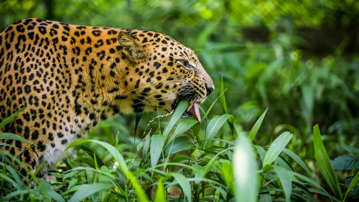 Zoological Park (Itanagar Zoo)